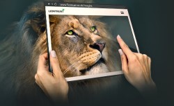 Liontrust Insights