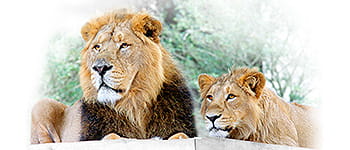 Investor relations | Liontrust Asset Management PLC