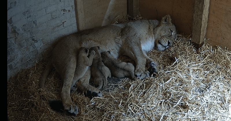 New lion cubs at London Zoo