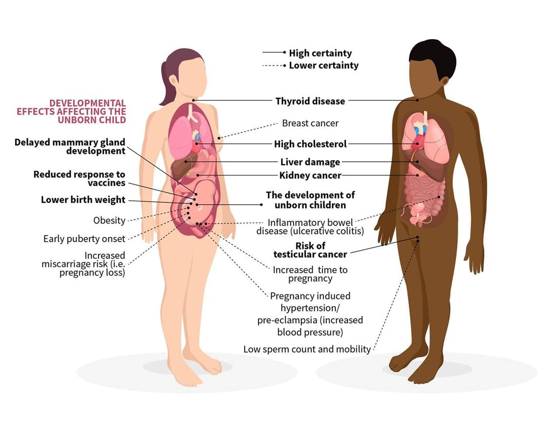 Diagram of PFAS and links to other conditions in the body
