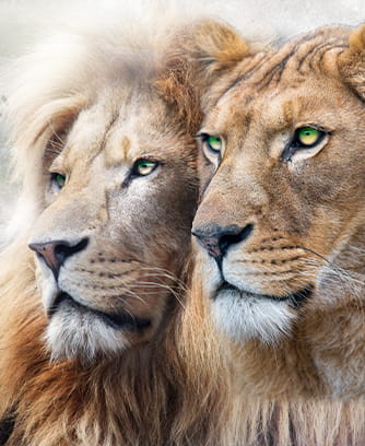Why invest in Liontrust